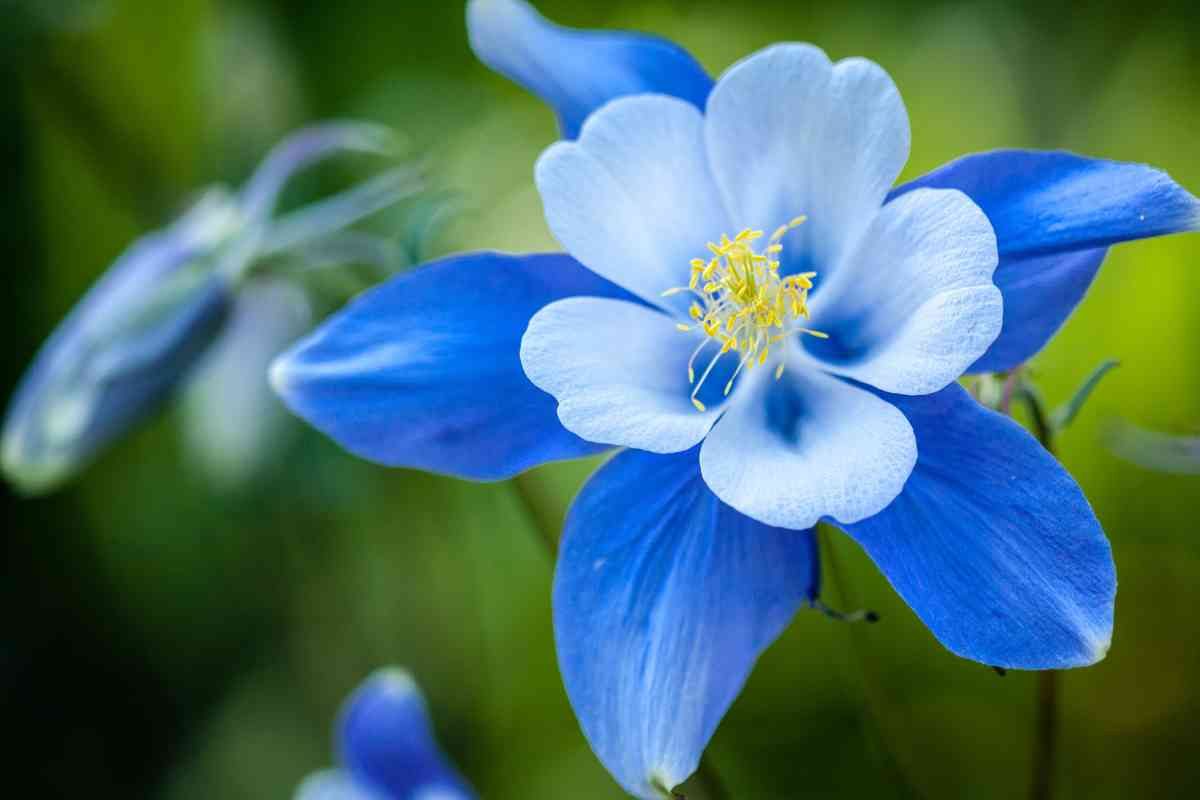 jene-stephaniuk-lkmGeyLItrw-unsplash-ls Aquilegia di Gorropu