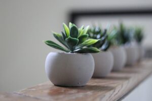 piantine di aloe dentro a dei vasetti sopra ad un ripiano di legno