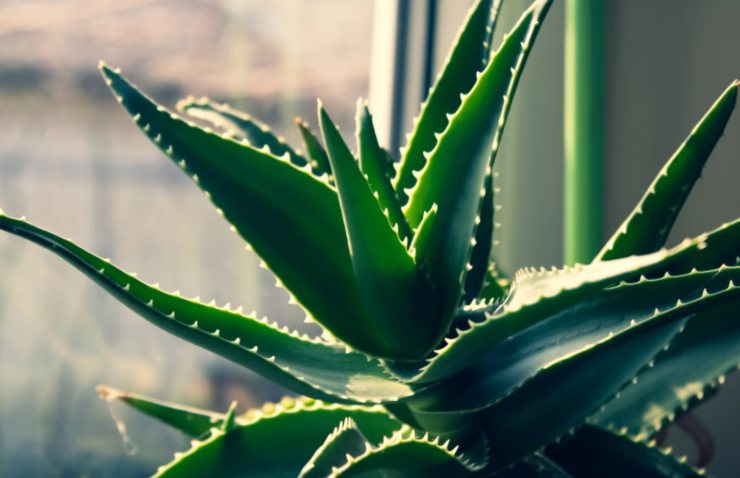 piante di aloe vicino ad una finestra