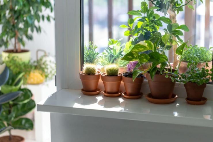 piante davanti ad una finestra