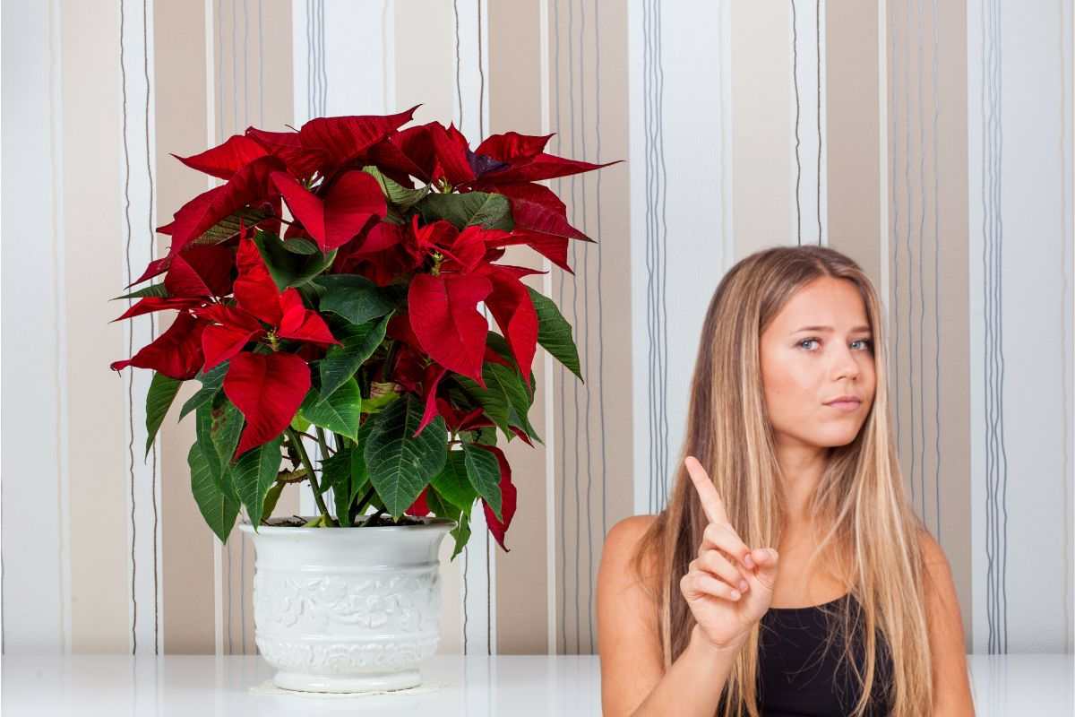 stella di natale e una ragazza che fa no con il dito