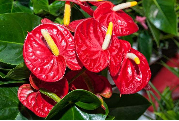 la pianta anthurium