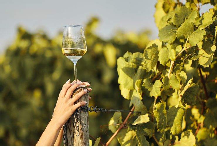 un vigneto e un calice di vino bianco