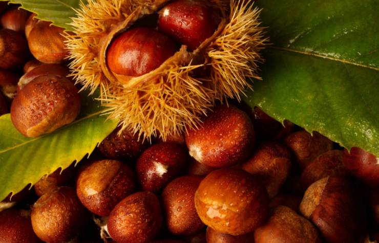 castagne