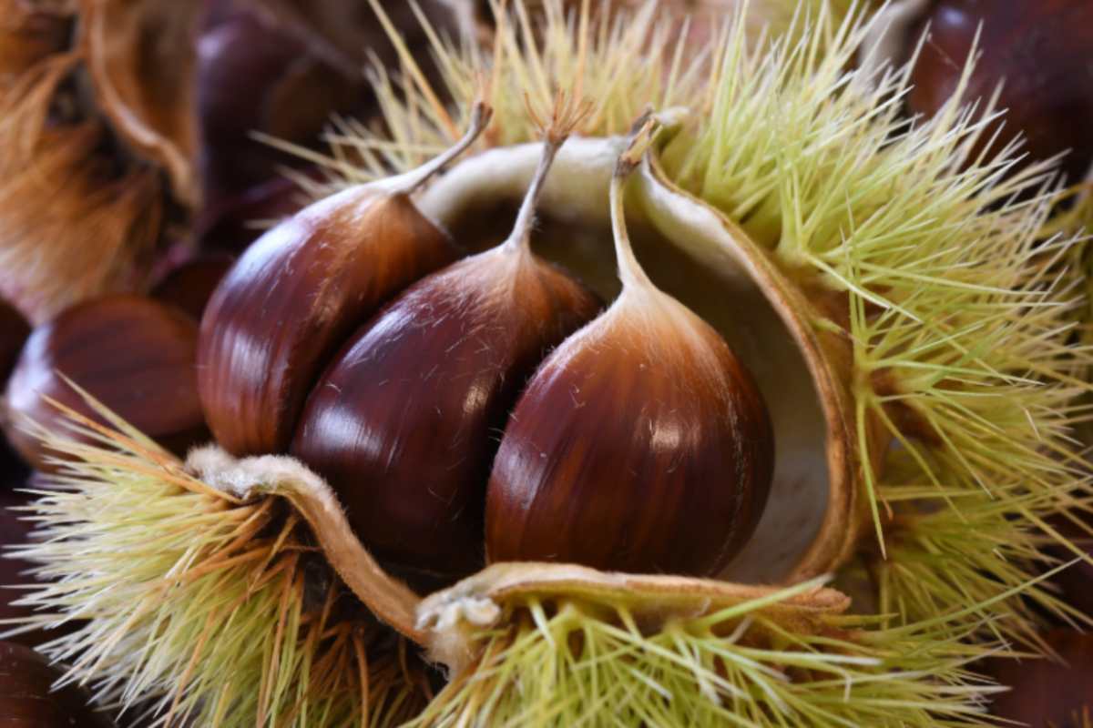 castagne dentro al riccio