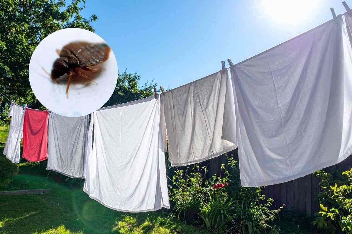 i panni stesi e una cimice vicino