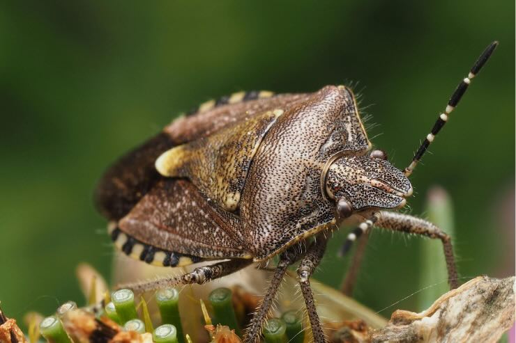 cimice