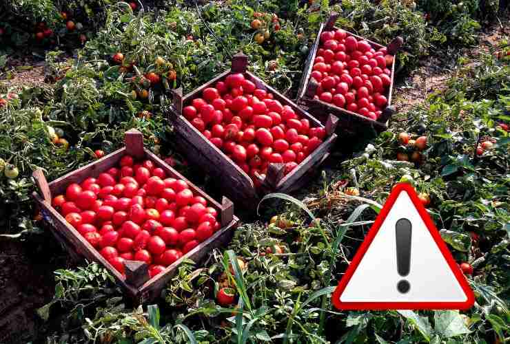 pomodorini nelle casse in un orto e il simbolo attenzione