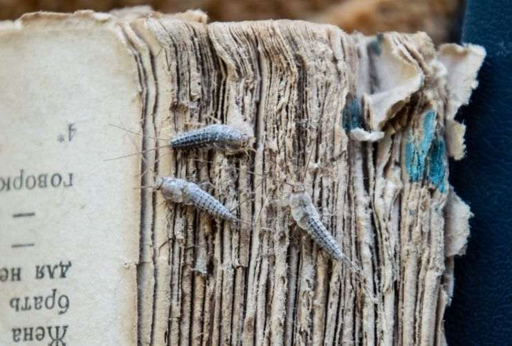 un libro e i pesciolini d'argento