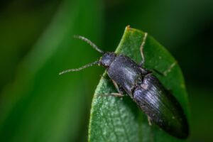 cimice