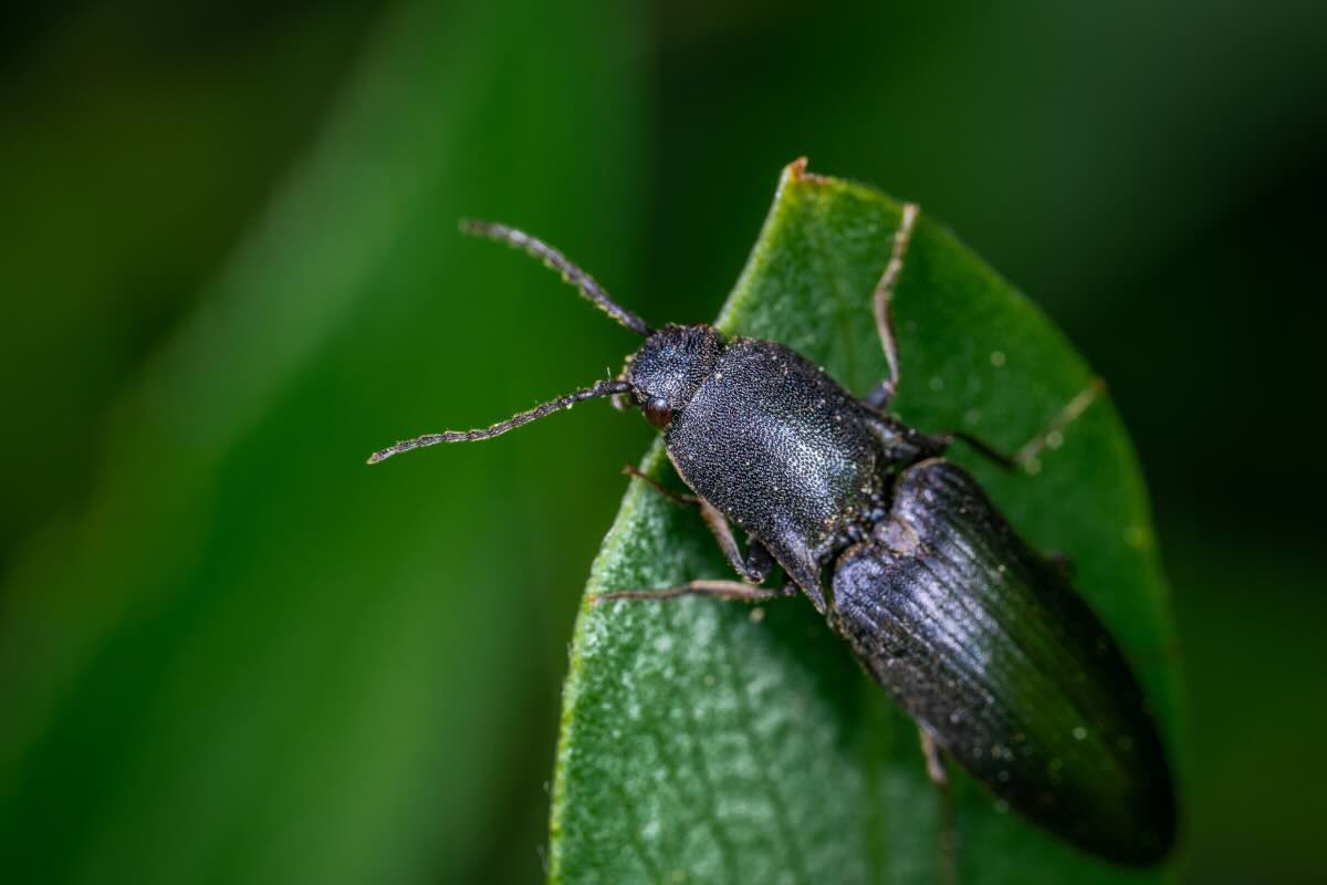 cimice