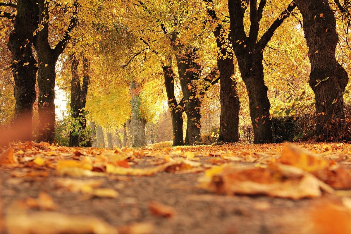 boschi autunno