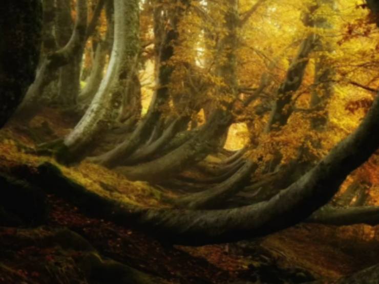 Una foresta con alberi che hanno dei tronchi curvi