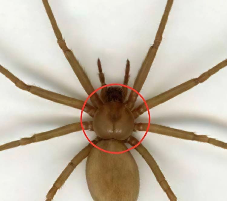 Ecco come appare un ragno violino
