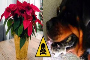 Stella di Natale pericolosa per uomo e cani