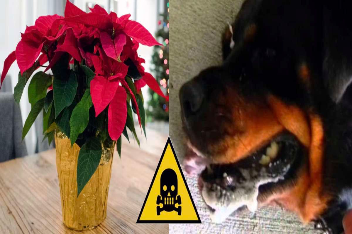 Stella di Natale pericolosa per uomo e cani