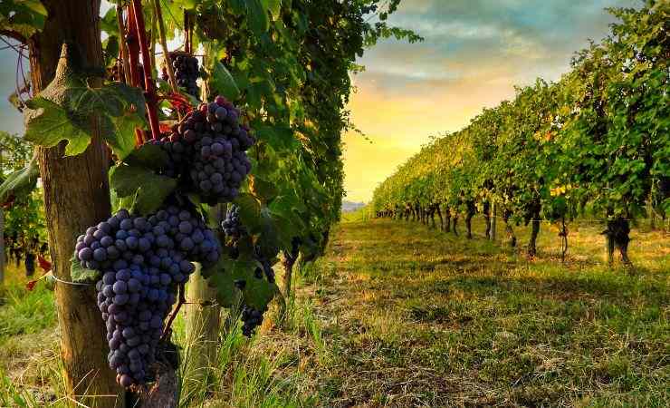 vigneti delle langhe