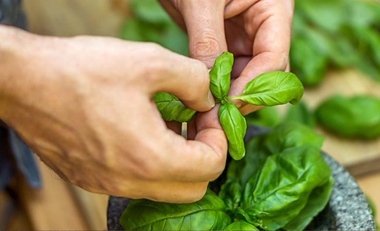 basilico